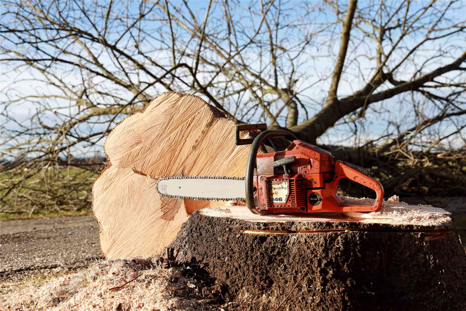 Tree felling experts Luton