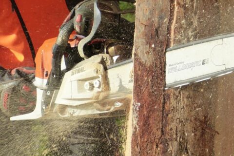 Local Tree Surgeons Luton